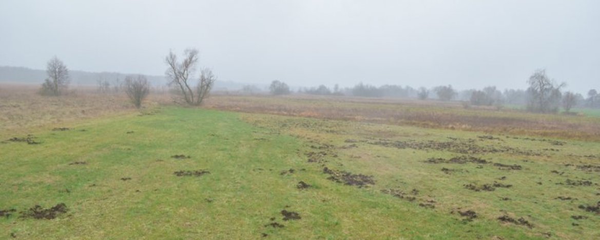 The Weapons drop zone „Koc” (‘Blanket’) in Izabelin – the meadows in Izabelin at Wrzosowa Str.