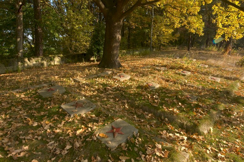 betonowe płyty z radziecką, czerwoną gwiazda na nich, w trawie, liście, przy nich duże drzewo