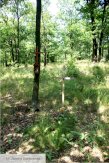 The Mass graves of the nameless victims of German genocide in Legionowo Forests in Jabłonna -17 - #3