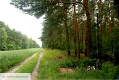 The Place of execution of Home Army soldiers from the 3rd Nieporęt Battalion in Nieporęt Forest - #6